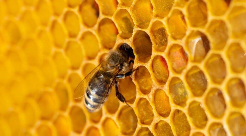 10 Interesting facts on Raw Honey