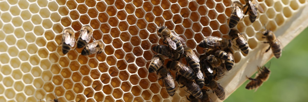Raw honey contains pollen